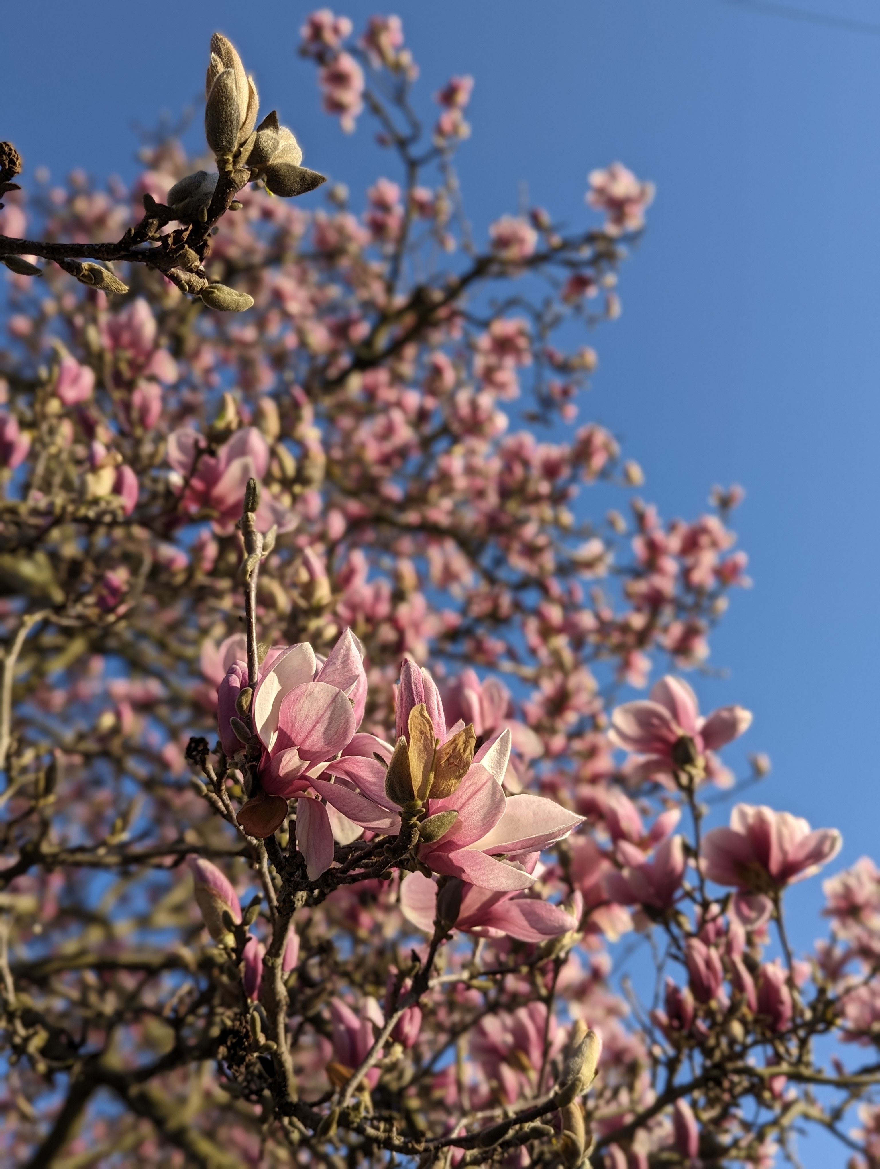 Magnolia tree in bloom, pink flowers.