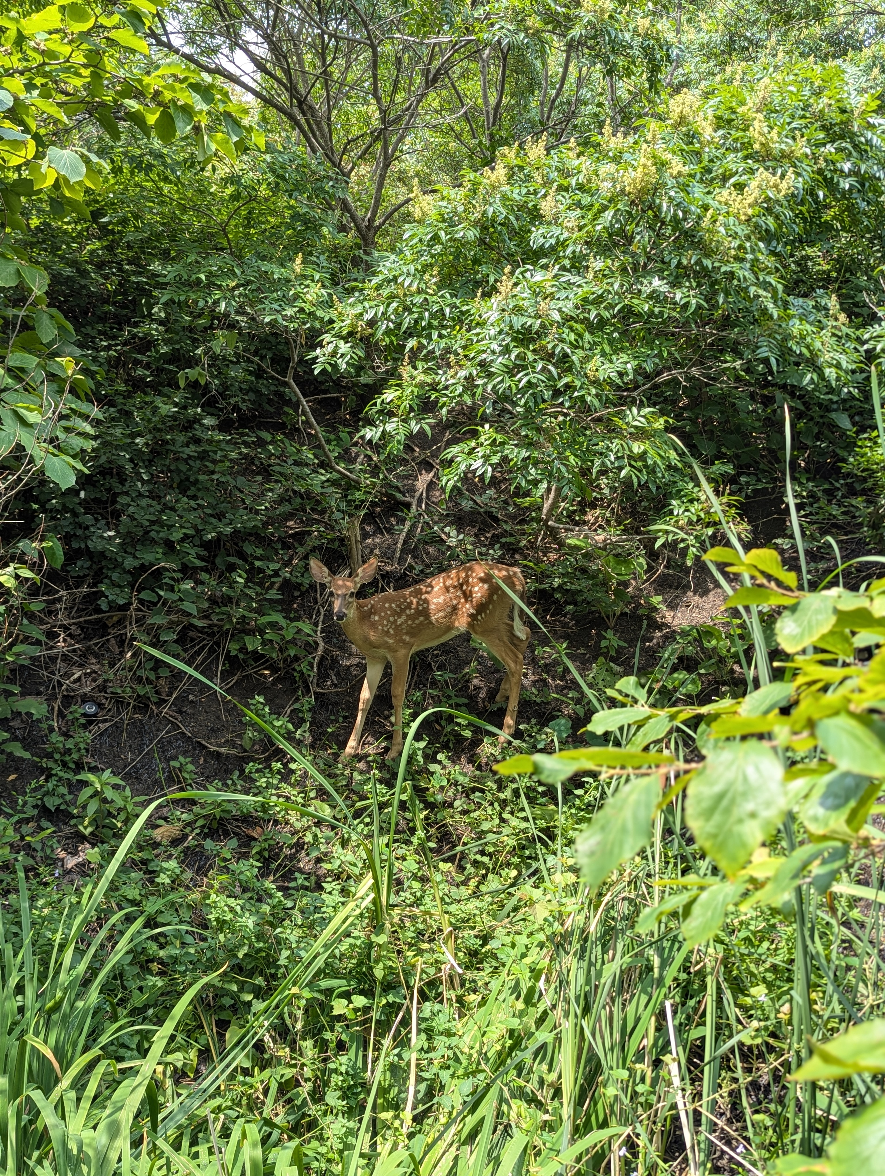 A fawn in woods on the campus of CMU