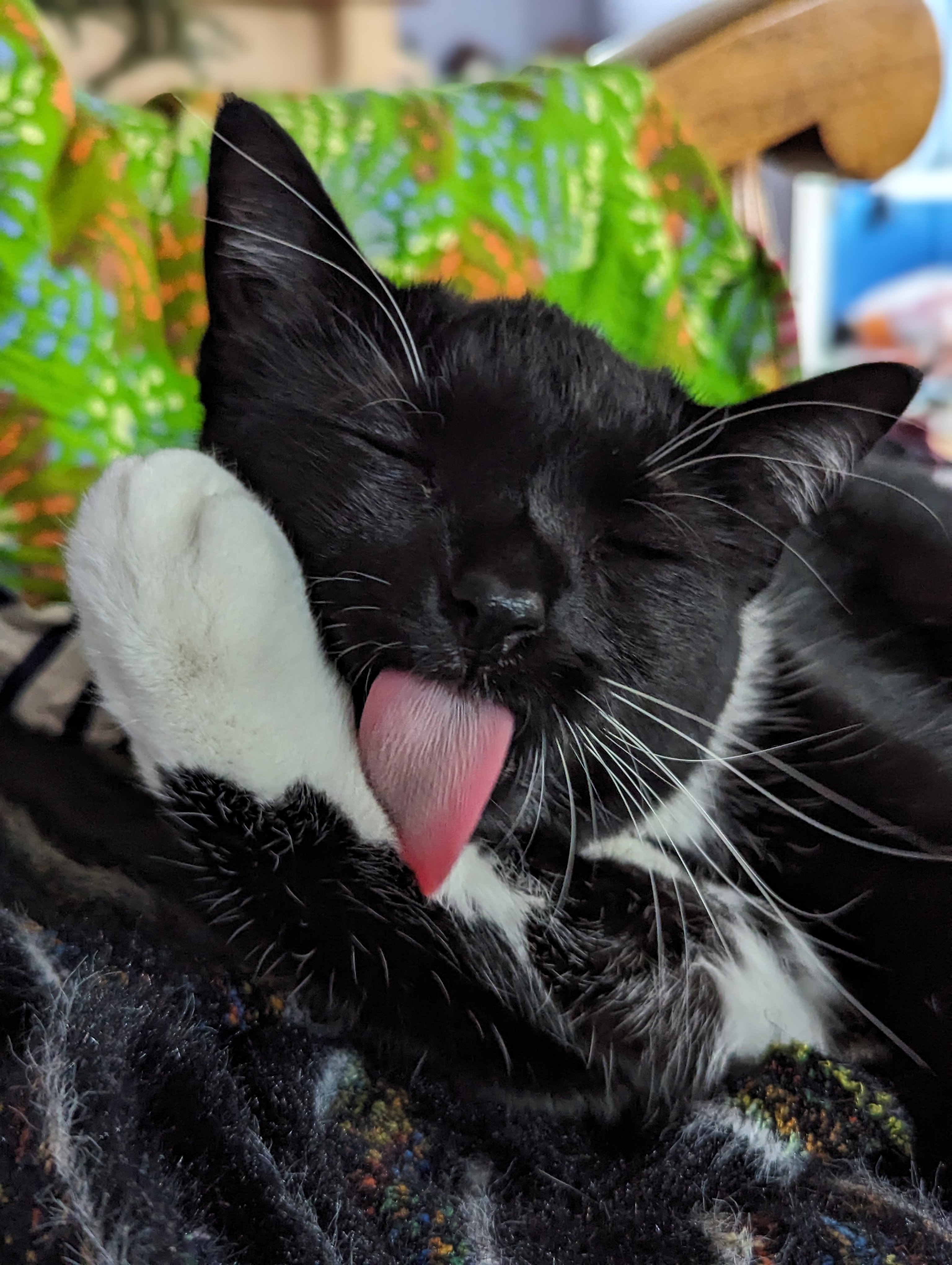 Cat sticking its tongue out