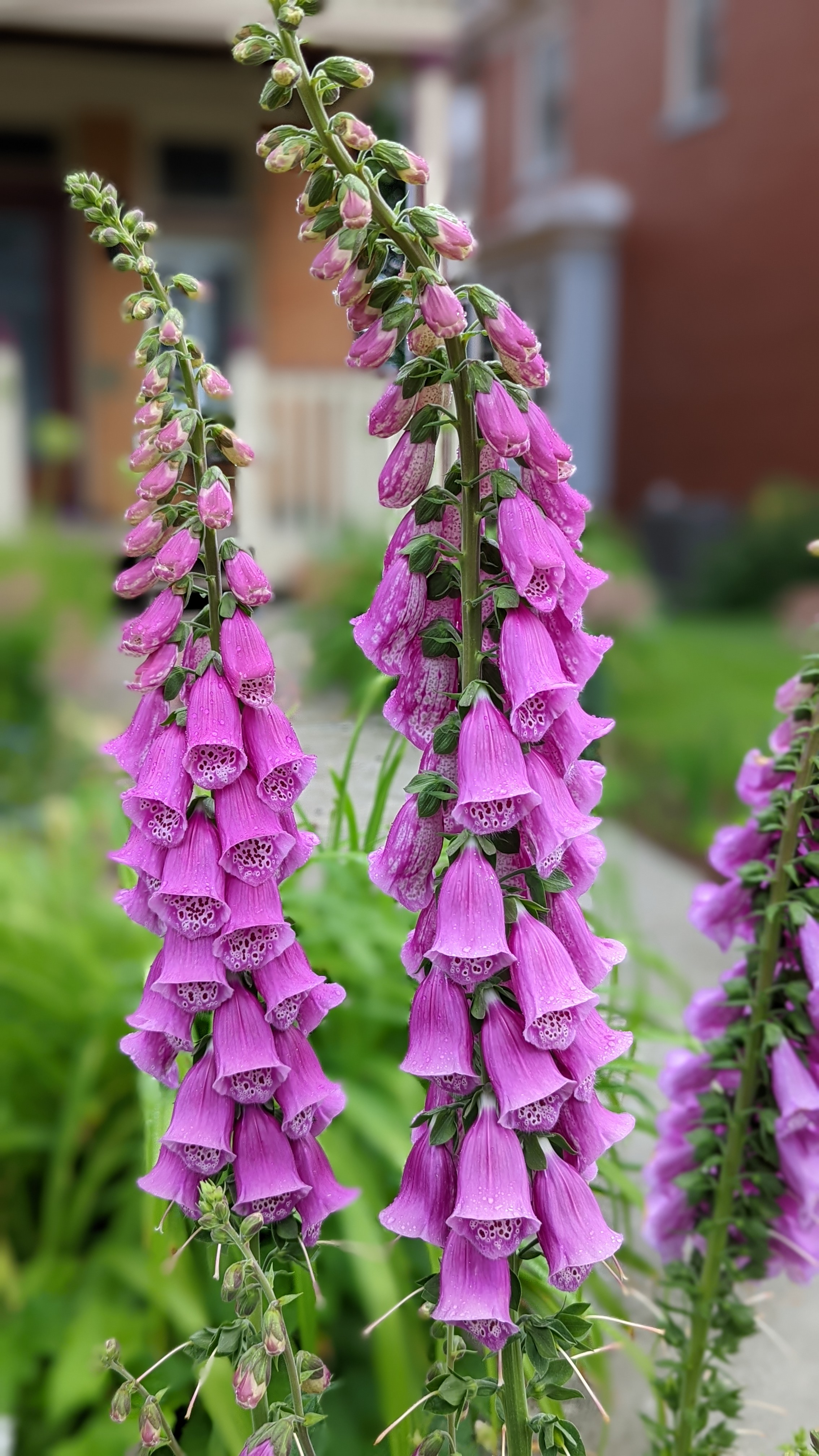 Bell shaped purple flowers