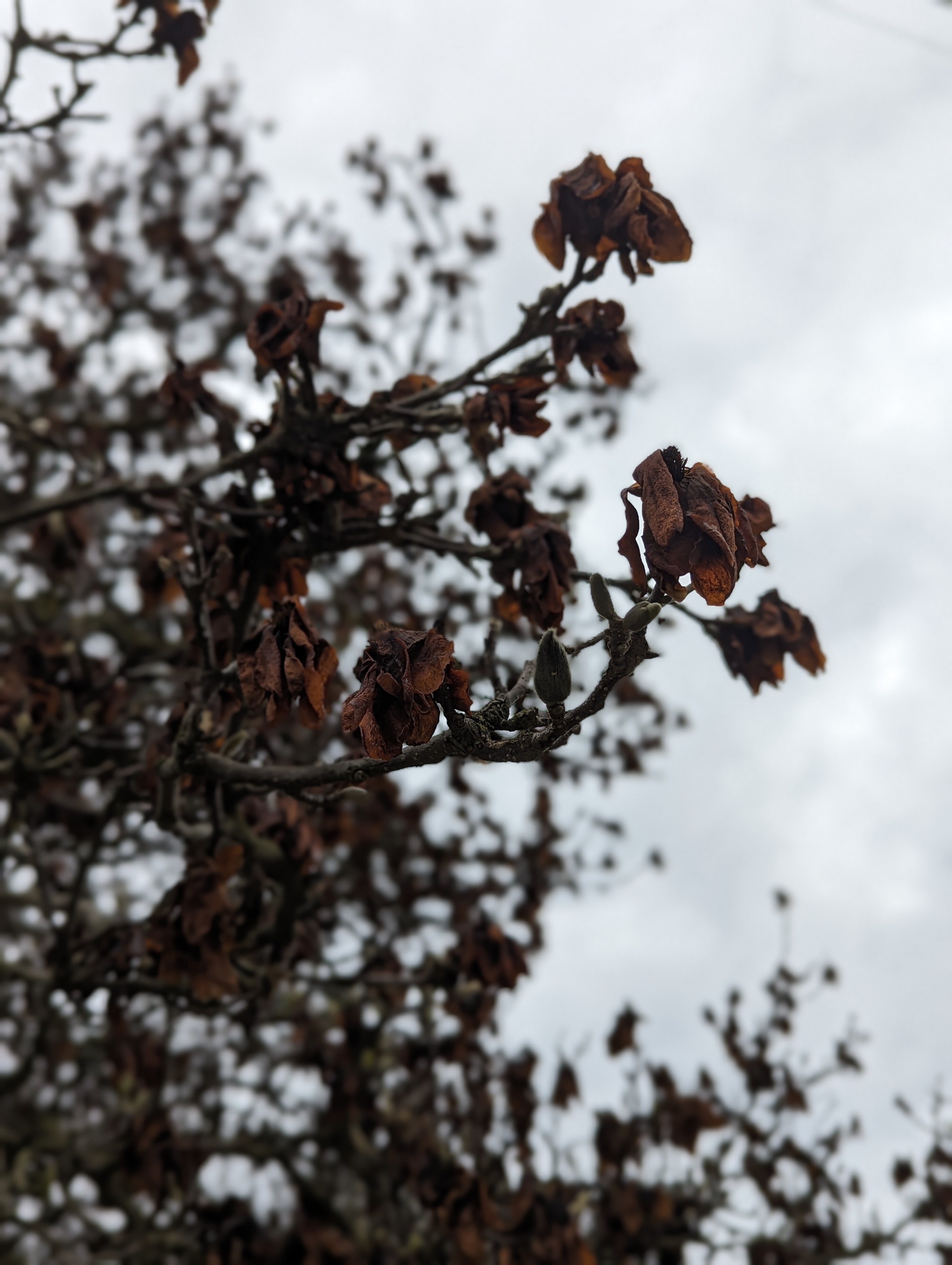 Magnolia tree no longer in bloom, no pink flowers