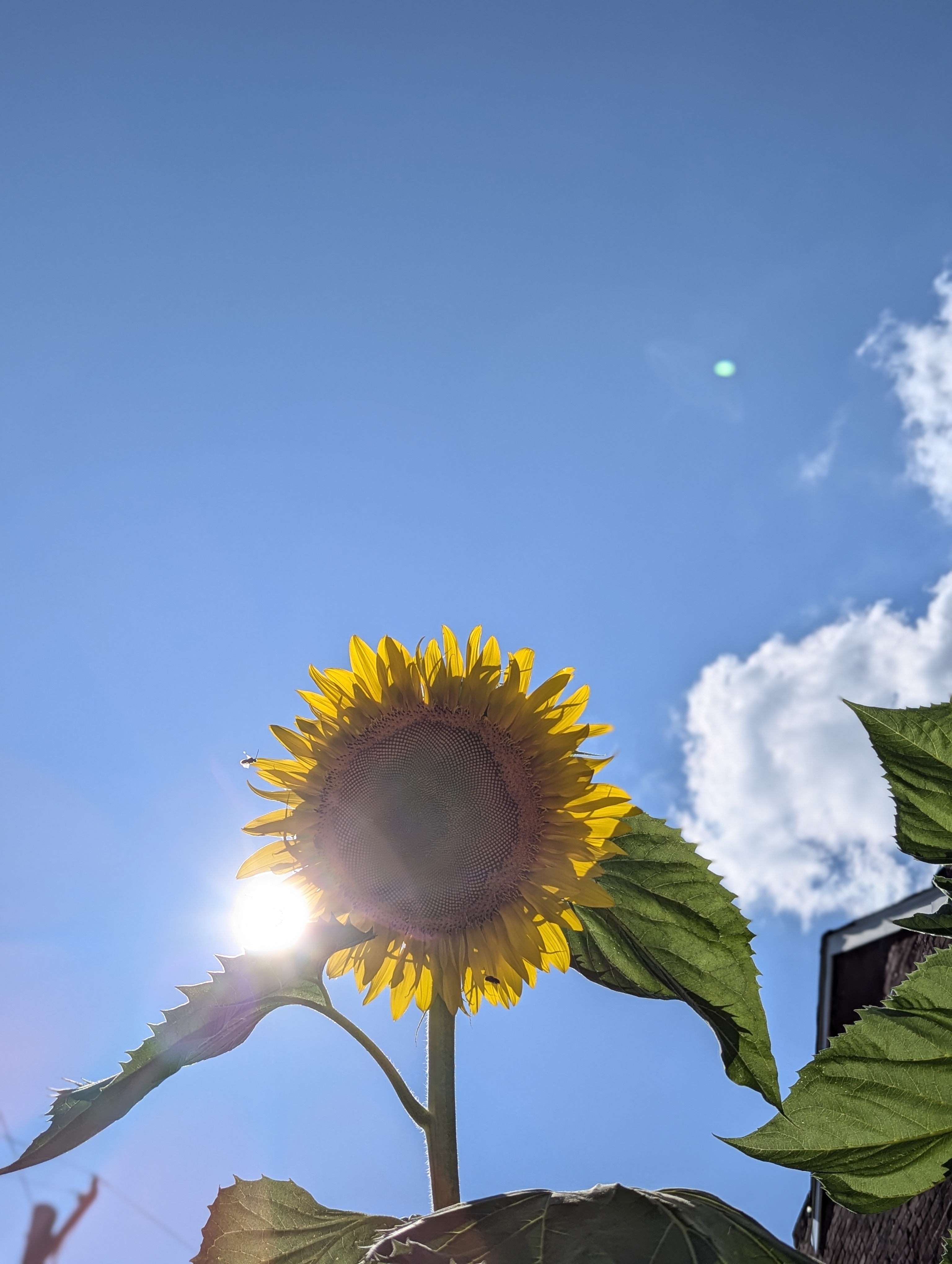 A Sunflower and the Sun