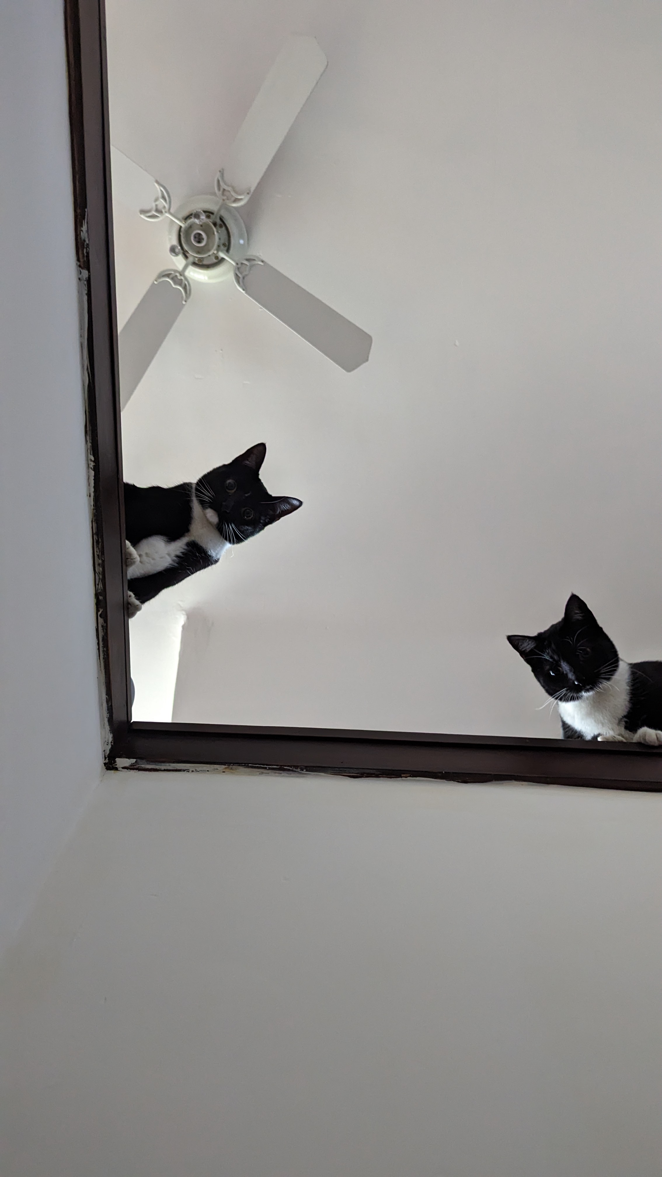 A picture of two tuxedo cats named Zuzu and Bandito